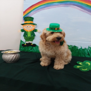 St. Patrick\'s Day 2018
